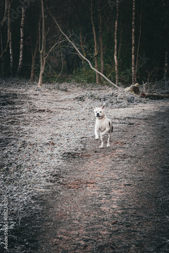 Dog Running on Frosty Woodland Trail