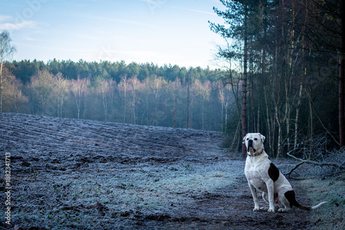 og Sitting on Frosty Path by Woodland Edge