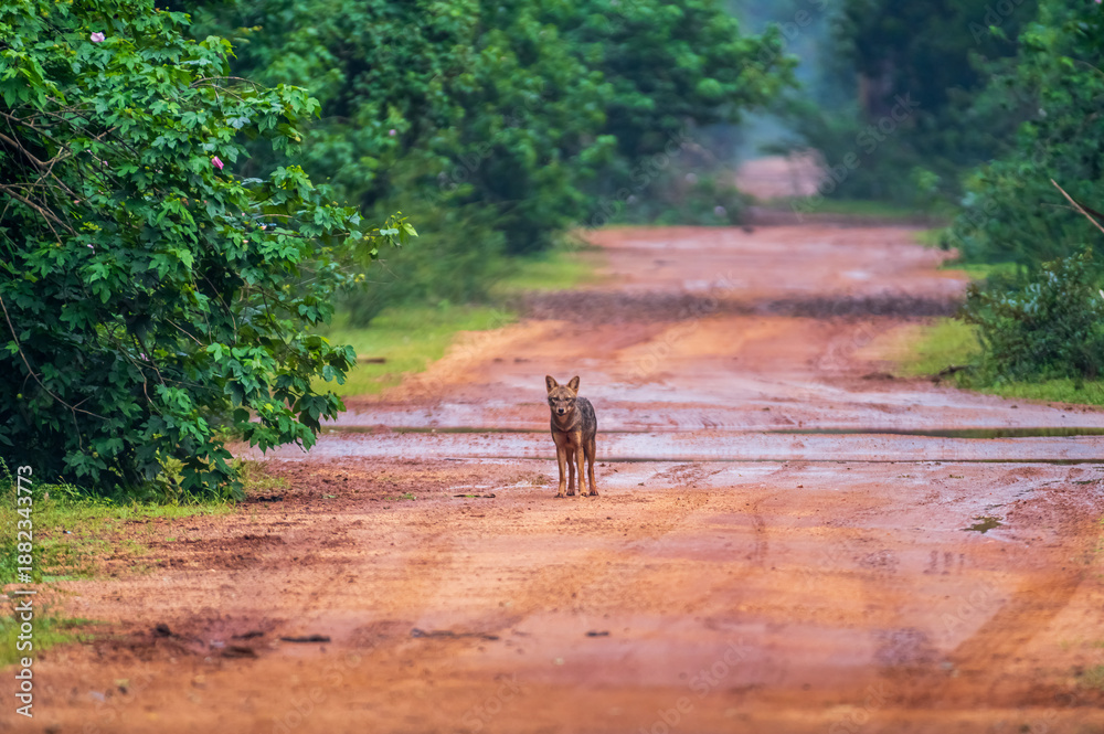 Obraz premium Wild animal 