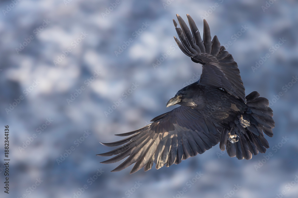Obraz premium Black Raven In Flight Over Snowy Mountains