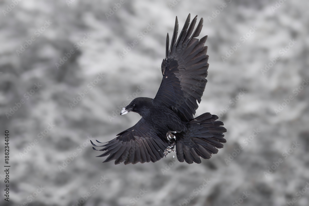 Obraz premium Black Raven In Flight Over Snowy Mountains