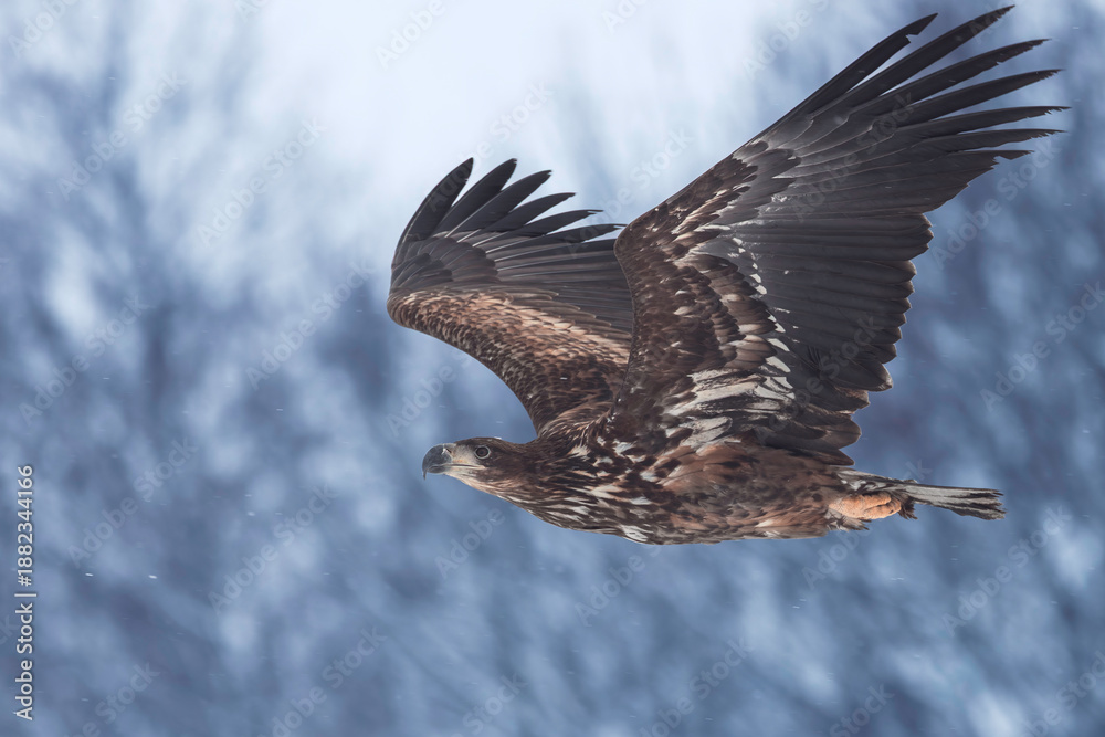 Obraz premium Sea Eagle in flight against winter landscape