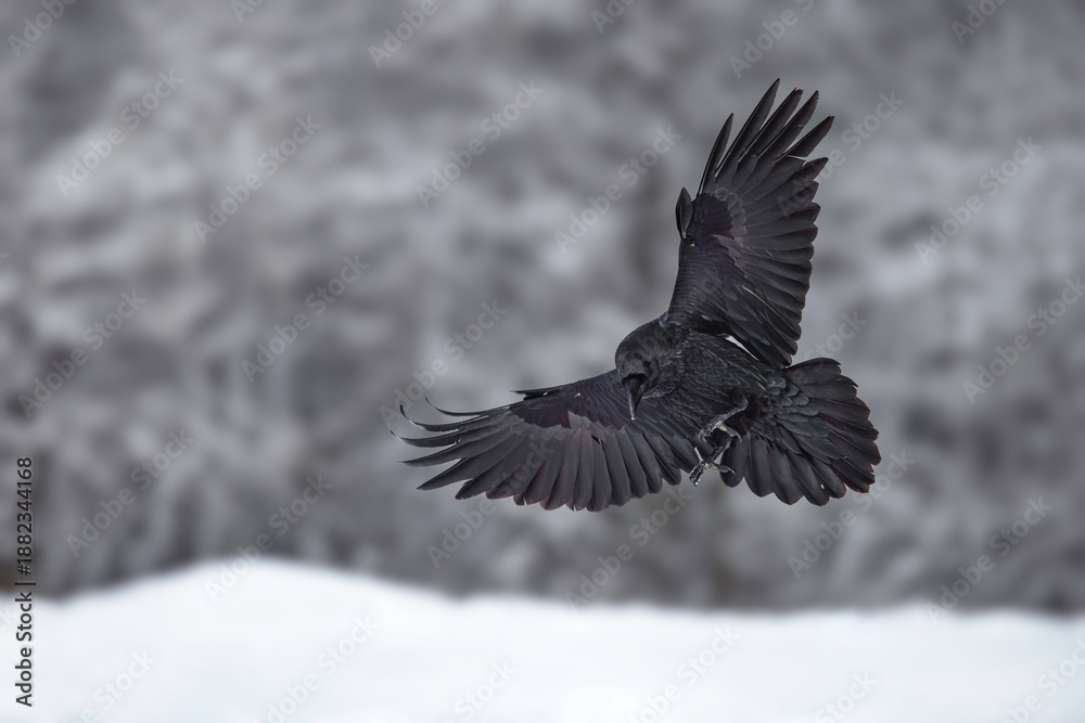Fototapeta premium Black Raven In Flight Over Snowy Mountains Against a Blue Sky
