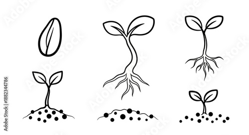 Hand drawn plant growth stages from seed to sprout illustration set.