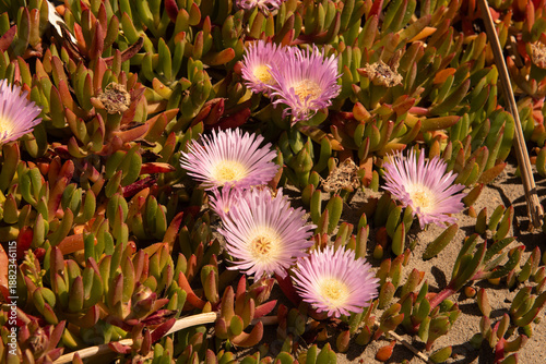 Pink flowers of the New Zealand ice plant (disphyma australe) on the beach at Clifford Bay, Marlborough, New Zealand.