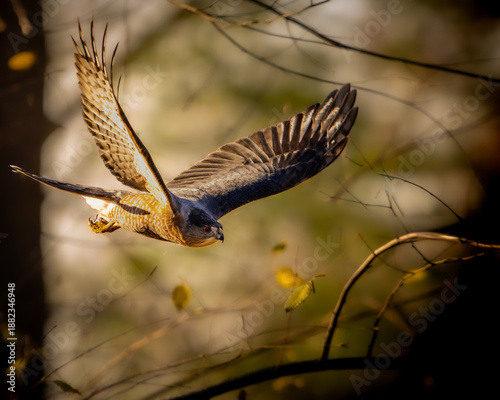 Slika na platnu Cooper's Hawk Ambush