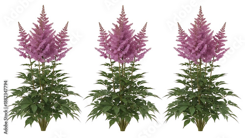 pink astilbe plants with feathery blooms and lush green foliage stand isolated on a white background for gardening and landscaping design projects