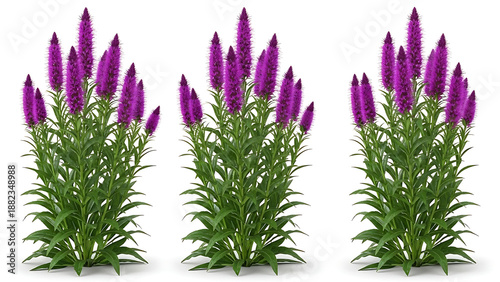 purple liatris flowers blooming vigorously isolated on a white background ideal for summer garden design and vibrant digital marketing assets