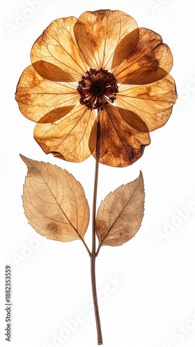 Detailed Pressed Flower Composition in Warm Brown Tones on White Background