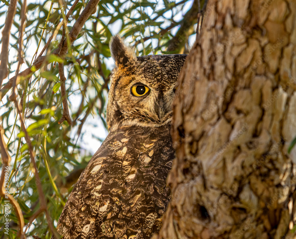 Obraz premium A Great Horned Owl peeking around a tree showing one yellow eye ooking at camera