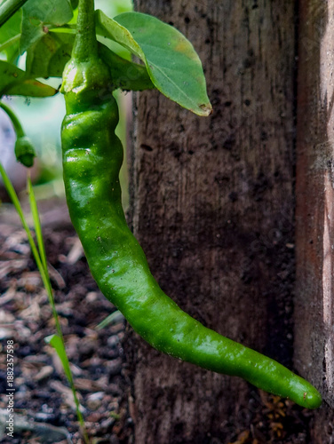 Close up of green cayenne pepper