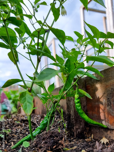 Cayenne pepper 