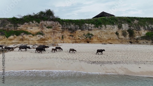 Photography Wild Water Buffalo Herd Walking on a Secluded Tropical Beach with Cliffs and Oce