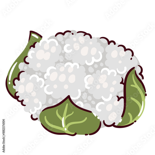 Cauliflower vegetable with white florets and green leaves, fresh cauliflower head, healthy food ingredient for cooking, plant based nutrition, organic vegetable, cartoon vector illustration