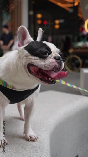 Cute French Bulldog Panting Indoors – Happy Small Dog Video