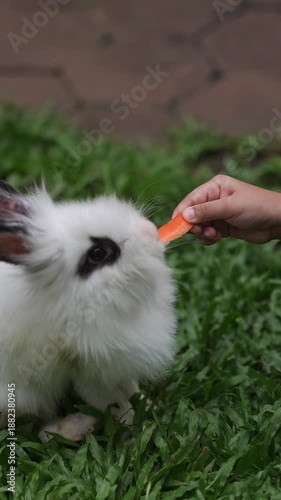 Fluffy white rabbit being gently petted by a person in a green grassy field.