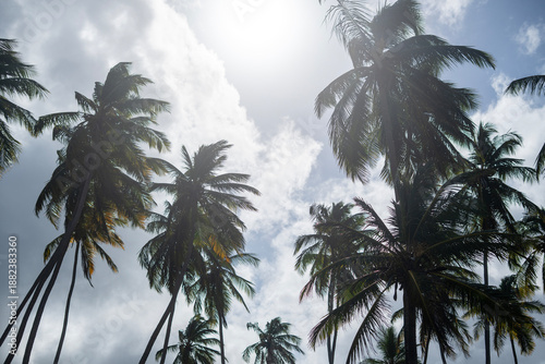 View from below and backlit of some coconut trees