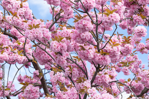 Wallpaper Mural Pink cherry blossom flowers in full bloom on branches against a clear blue sky, showcasing vibrant colors and delicate petals during spring season Torontodigital.ca