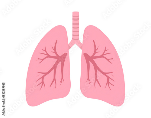 Right lung with three lobes, left lung with two lobes and cardiac notch