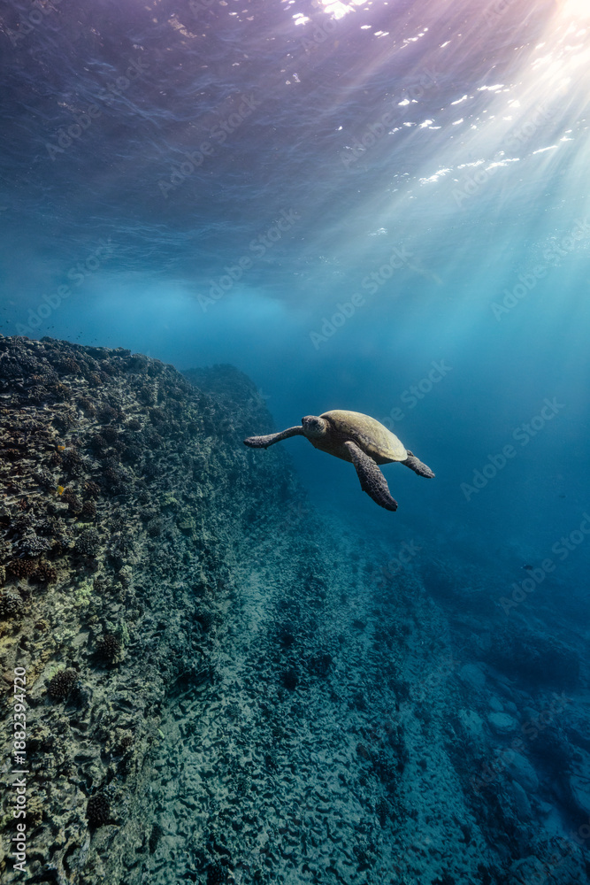 Obraz premium a green sea turtle swims near the lava rock wall and sea cave as early morning light streams through the oceans surface.