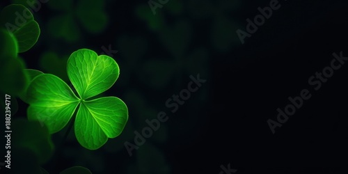 Four Leaf Clover Closeup on Dark Background - Green Foliage