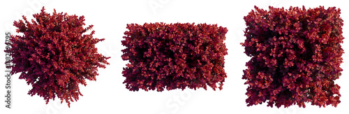 Принти на полотні Berberis thunbergii f atropurpurea Gentry tree plan, top view, cutout, transpare