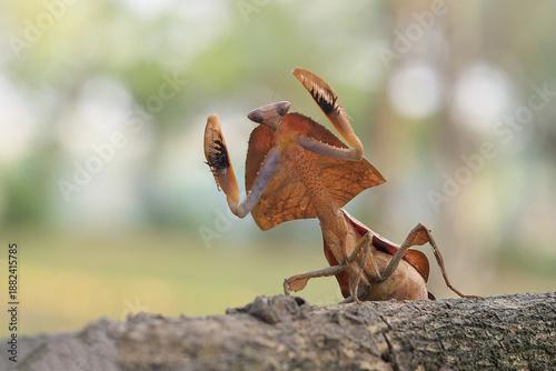 Leaf mantis