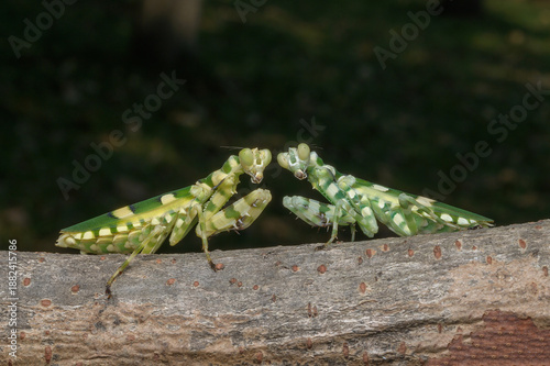 Thai Flowering Mantis