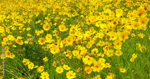 Golden Flowers Swaying Gracefully in the Gentle Breeze