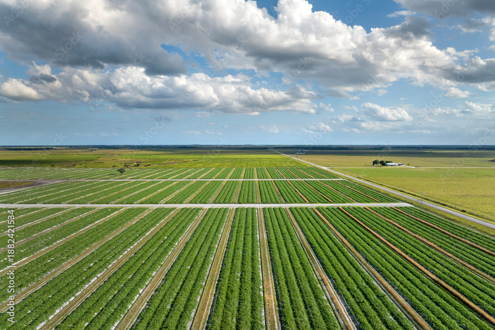 Obraz premium Green ripening agricultural field with growing crop culture in Florida, USA. Farmland landscape in summer season. Farming and agriculture industry