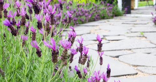 Delicate Flowers Swaying Softly in the Gentle Breeze