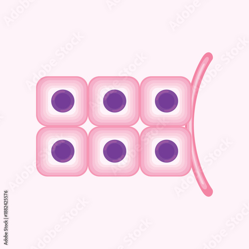 An educational illustration showing cuboidal epithelial cells arranged in a structured pattern for biology and medical learning materials.