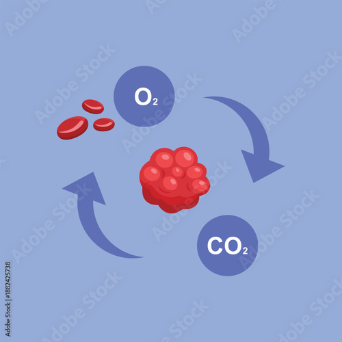 An educational diagram illustrating oxygen and carbon dioxide exchange in the blood circulation process.