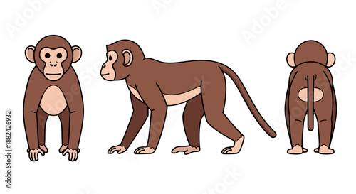 Cartoon Illustration of a Brown Monkey in Front Side and Back Views.