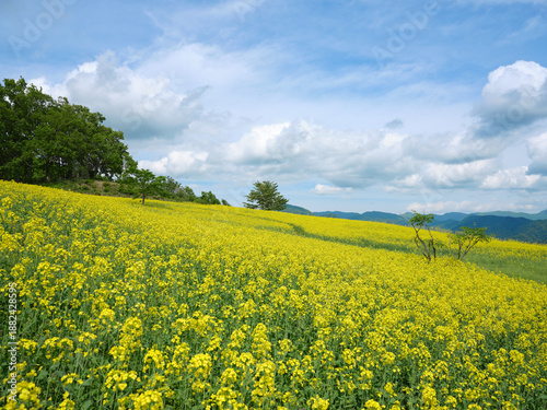 三ノ倉高原花畑 丘に広がる菜の花畑