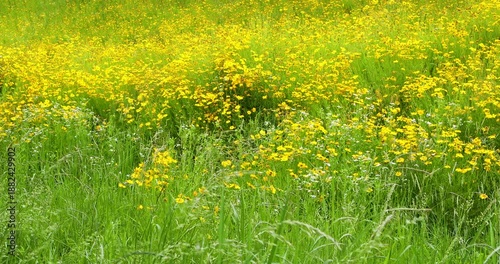 Golden Flowers Dancing Gently in the Summer Breeze
