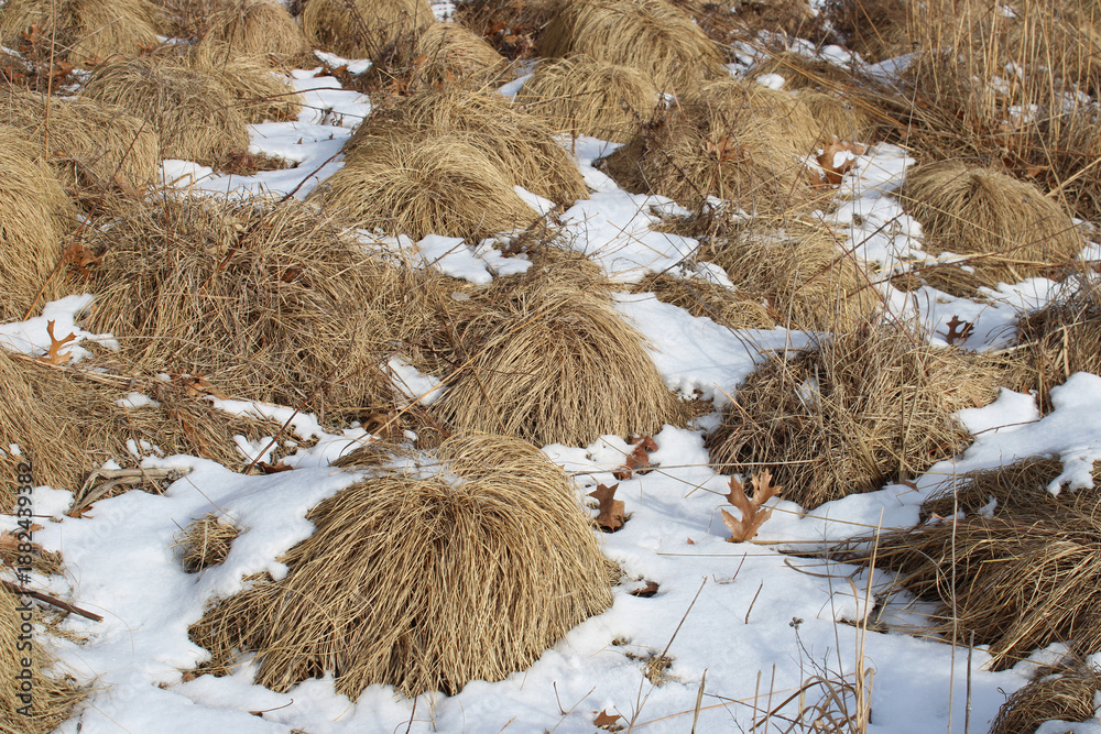 Fototapeta premium Prairie dropseed clumps in snow at Miami Woods in Morton Grove, Illinois