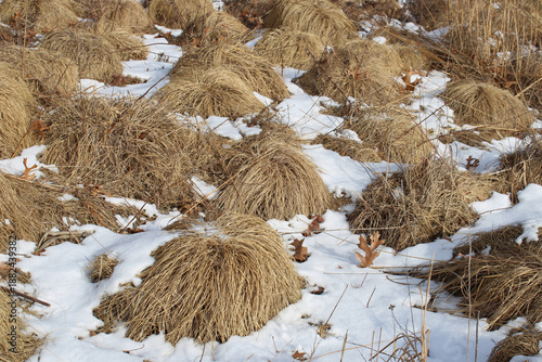 Prairie dropseed clumps in snow at Miami Woods in Morton Grove, Illinois