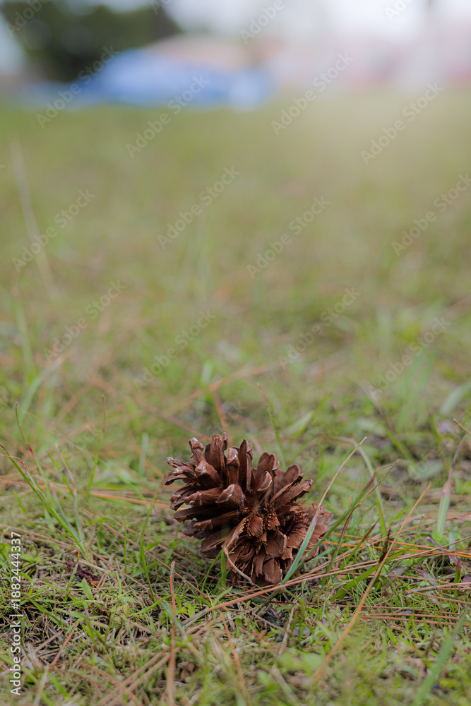 Obraz premium Pine Cone Grass Foreground Blurred Green Background Copy Space