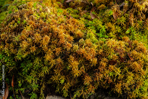 Fotografia Close up Focus on Lush Sphagnum Moss Growth with Orange and Green Texture