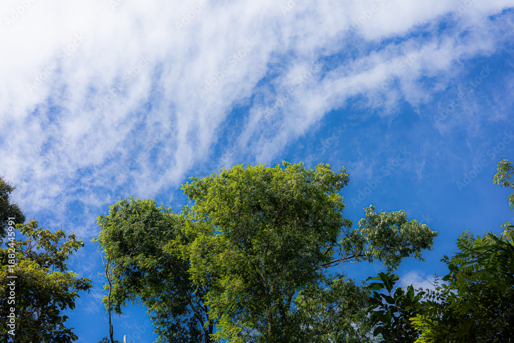 Obraz premium Green Tree Canopy Blue Sky And Wispy Clouds