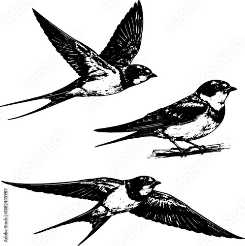 Black and white vector illustration of flying swallows, xerography engraving style, detailed line art, suitable for prints, engraving, and cutting.