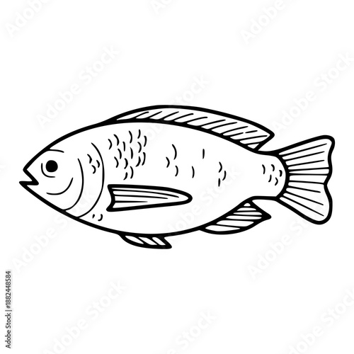 tilapia fish outline illustration isolated on white background
