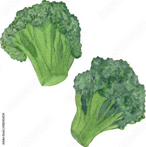 Vector illustration set of broccoli: whole head and broccoli florets