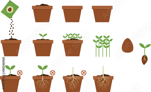Plant growth stages and seed germination process illustrated with pots, soil preparation, sprout development, root formation, and correct seedling care instructions