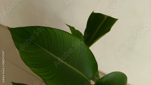 Canvas Print Close up green tropical plant leaves with smooth texture on a neutral background