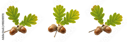 Fotografía Set of green oak leaves with brown acorns in different positions isolated on tra