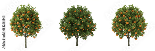 Valokuva Set of realistic orange trees with ripe fruits and green leaves isolated on tran