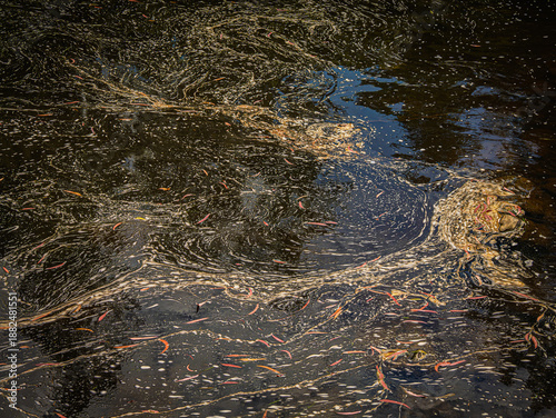 Foto Leaf And Scum Pattern On River