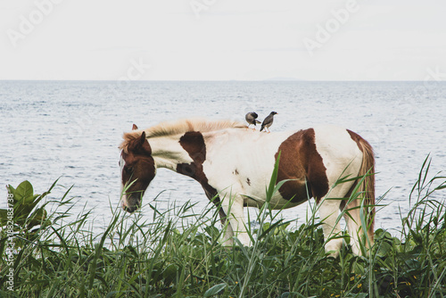 Work horse in Fiji taking a break by the sea. Two Maina birds took some time to rest on his back